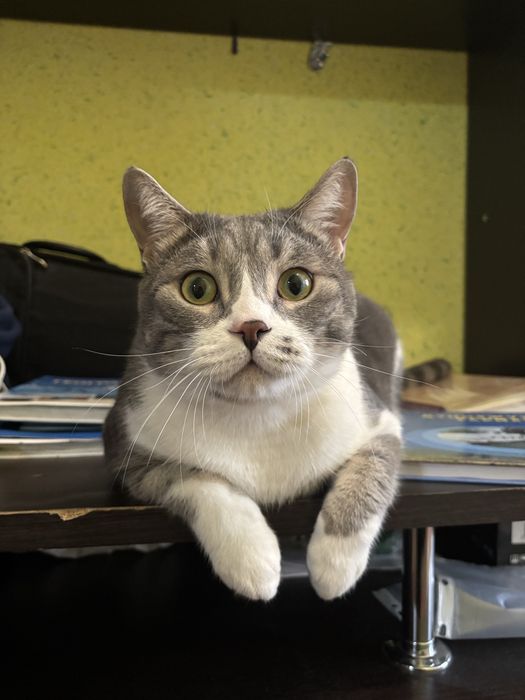 Отдаем кота в добрые руки