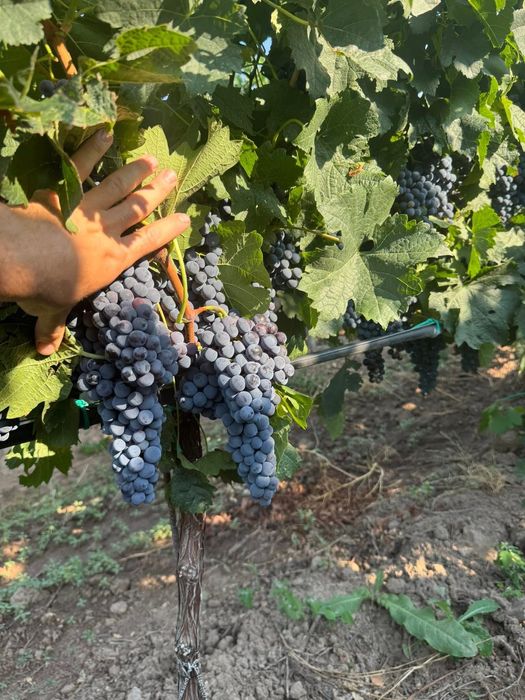 Винено грозде мерло