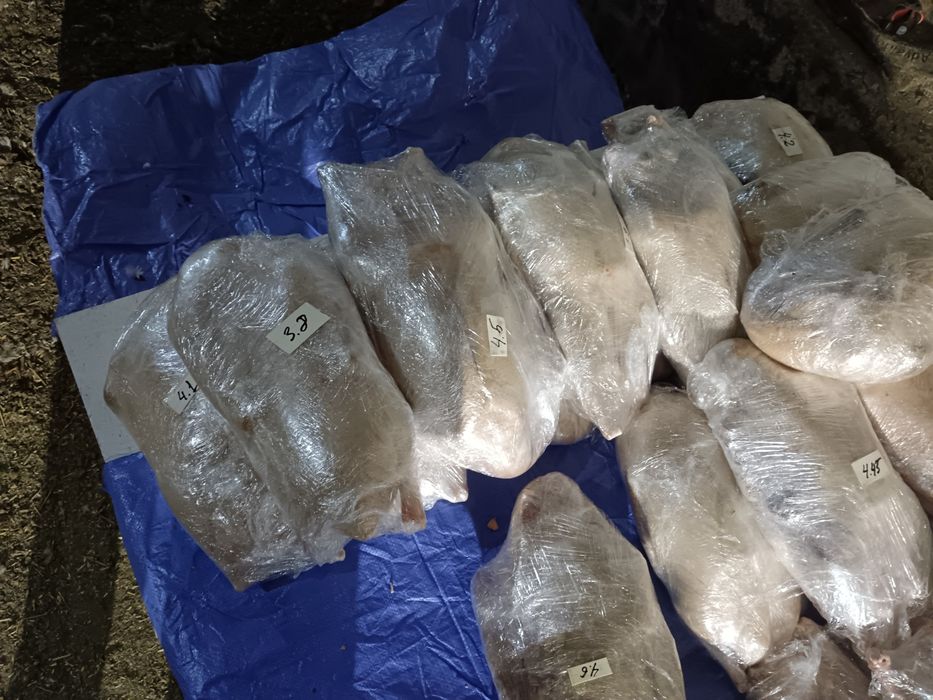 Гусыни  қаз еті сатылады