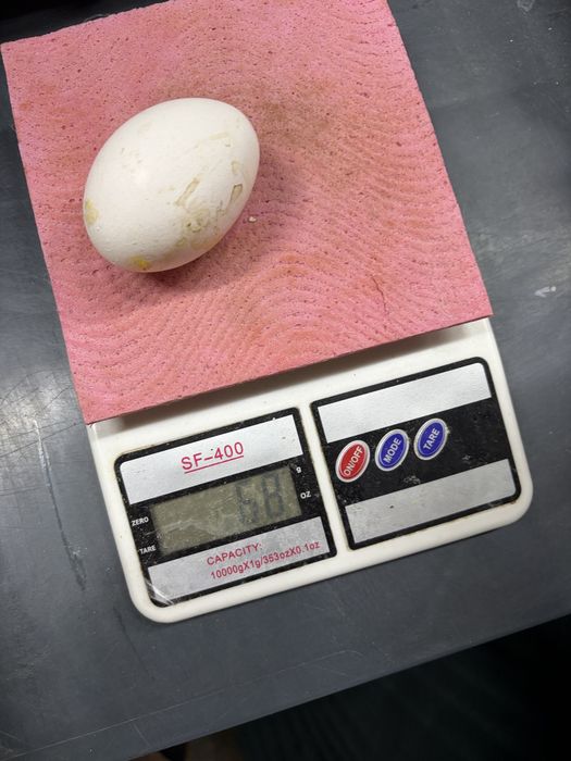 Яйцо отборное 65-69гр продам