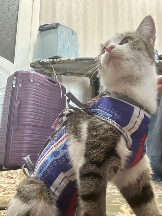 Котенок девочка! Стерилизована.