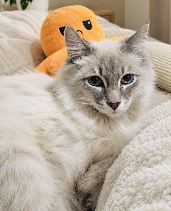 Срочно Котенок в добрые руки !