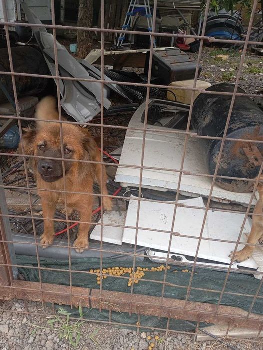 Cățeluși de aproape 3 luni caută familie – Ilfov