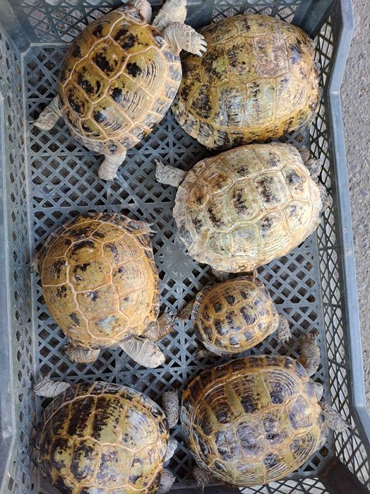 Черепаха Toshbaqa