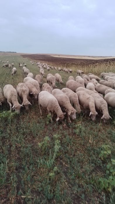 Vind 200 de oi merinos de Palas