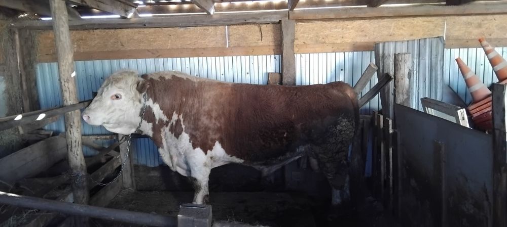 Бұқа сатылады 3.5 жаста