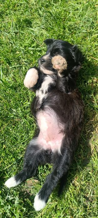 Adopție cățel jucăuș