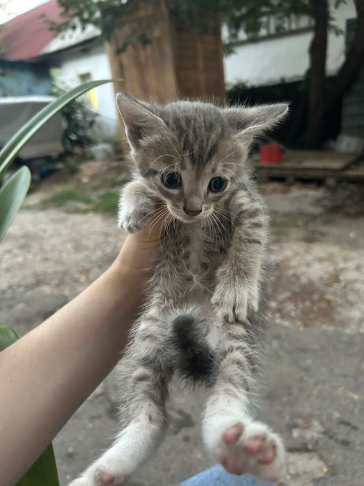 Отдам бесплатно котят