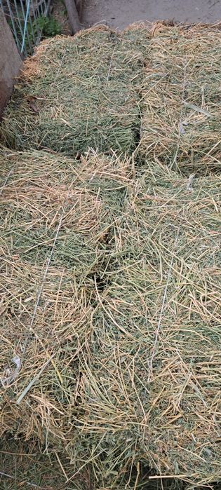 Беда прес сотилади