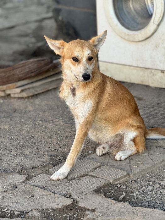 Феликс — рыжий пёс ищет дом!