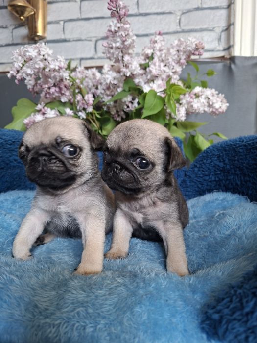 Продаю  щенков  мопсят