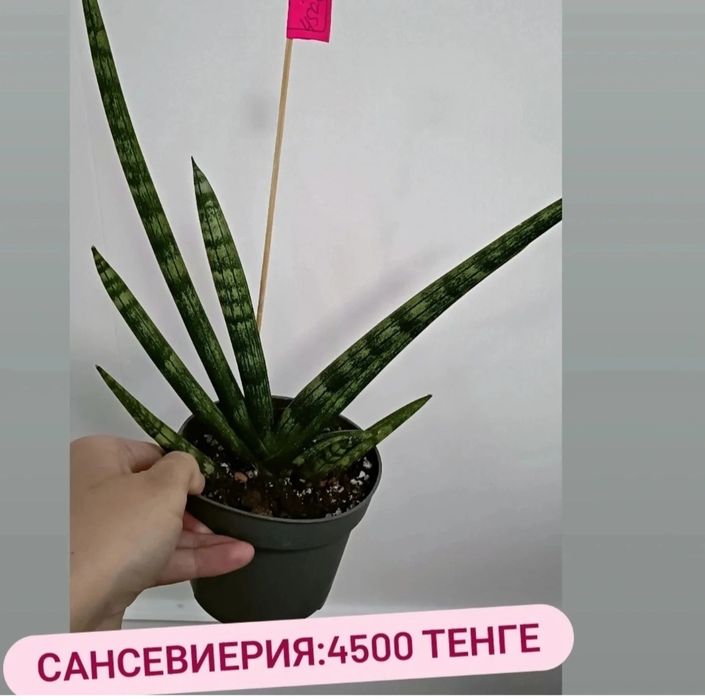 Сансевиерия:4500 тенге