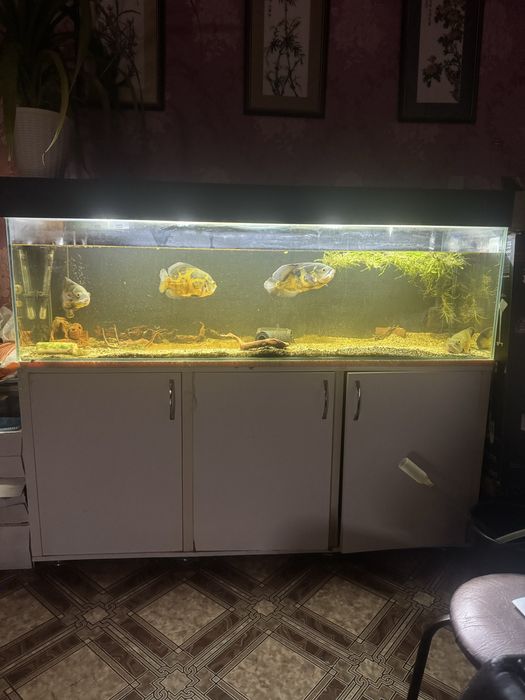 Аквариум 320 литров с рыбками