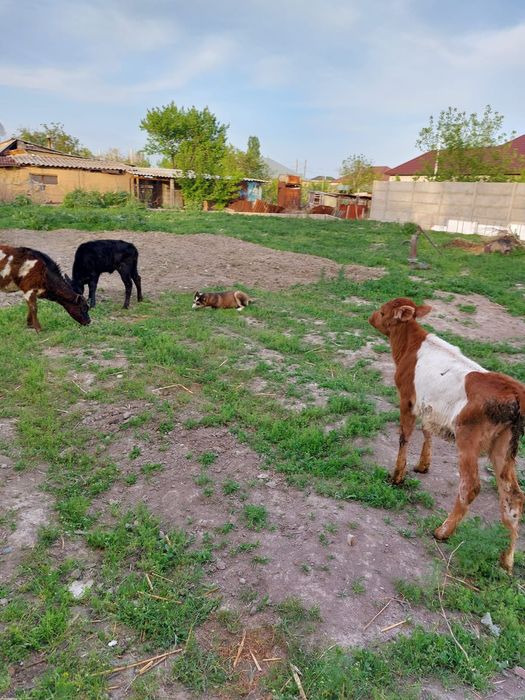 Теленки сена кушают
