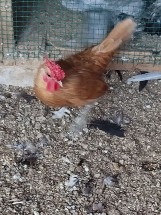 Sibrayt xorozlar sotiladi