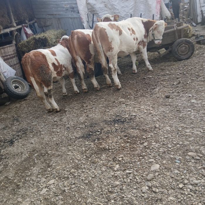 Vând 3 vitele Baltata romaneasca