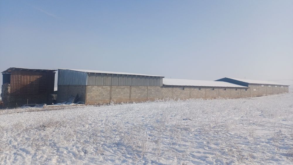 Откорм сатылады   кр