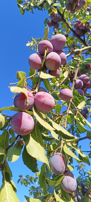 De vânzare prune