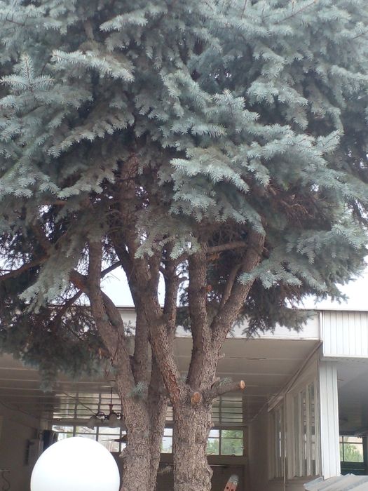 Голубая ел 7 метр большой дерево