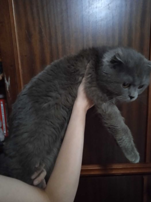 Веслоухий кот с золотыми глазами, 1 гнод, кастрат.