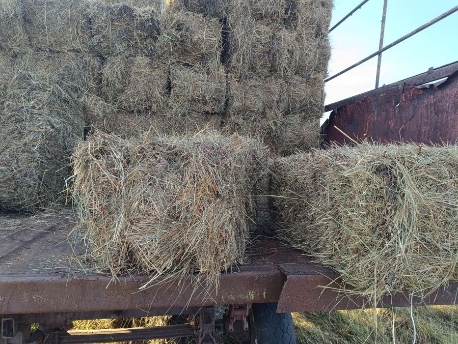 Сено,салома Тюки квадратные