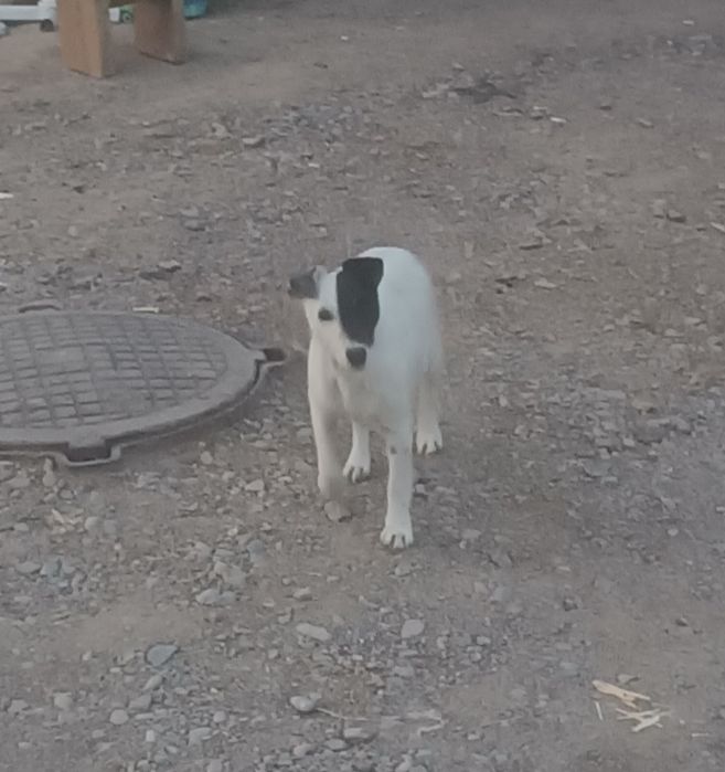 Яг терьер. Сука не щенилась.