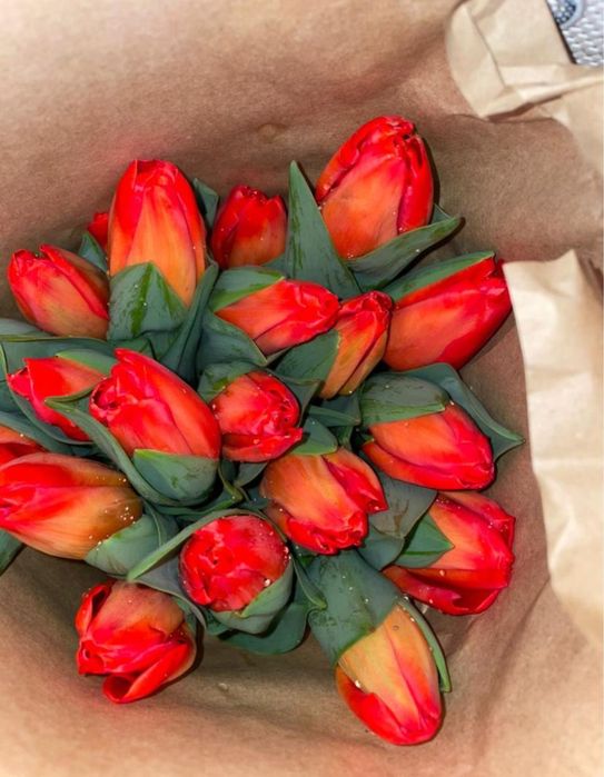 тюльпаны голандские