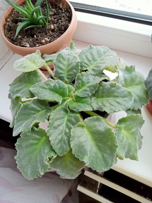 Цветы комнатные продам