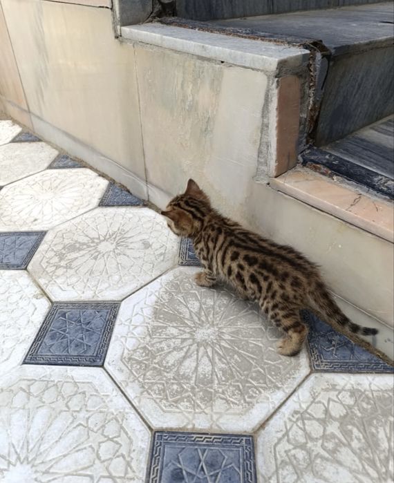 Бенгальские котята