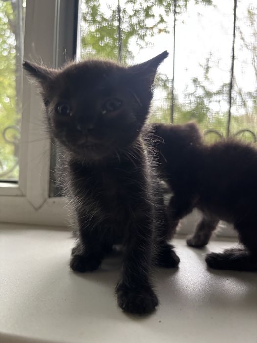 Замечательные котята ищут дом! В добрые руки!