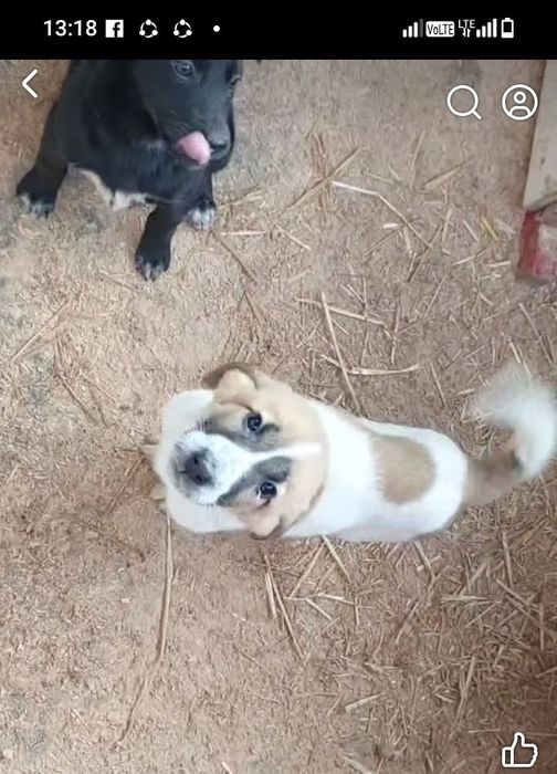 Щенки в добрые руки, мальчик с девочкой