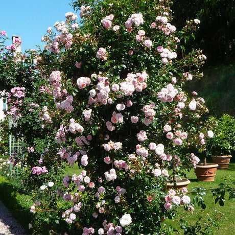 Răsad (butas) Trandafir cățărător /curgator, rosu, alb, roz sau galben