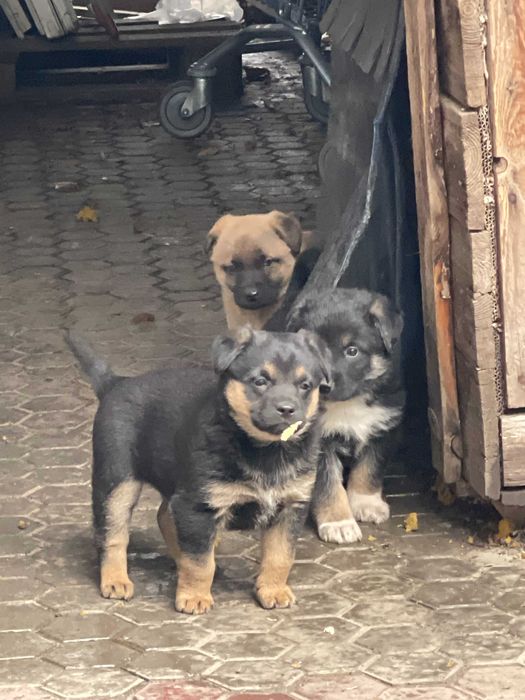 Отдаем в хорошие руки щенков