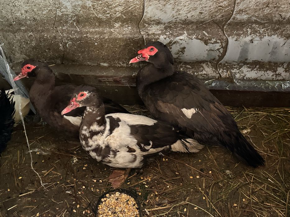 Vand oua de rață incubat sau consum