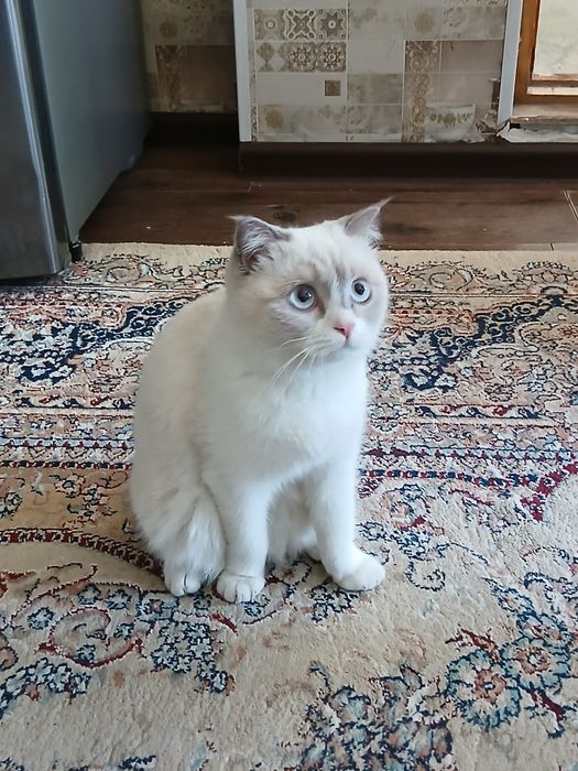 Сотилади зоти скотиш страйт