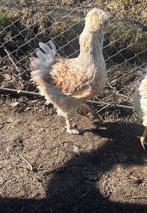 Oua incubat Gaini Motate,Barboase,Incaltate,Metisate