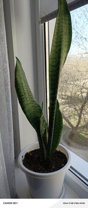 Продам цветы сансеверия Тещин язык ,красивое полезное неприхотливый