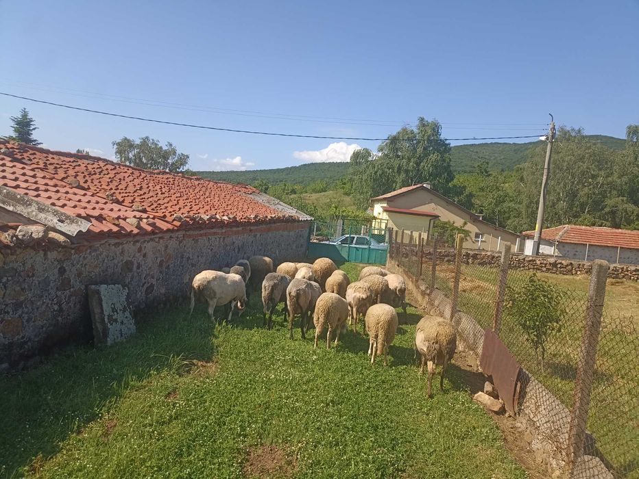 Продавам редовни овце шилета агнета и коч 26 бр 230€ за брой продават се на куп