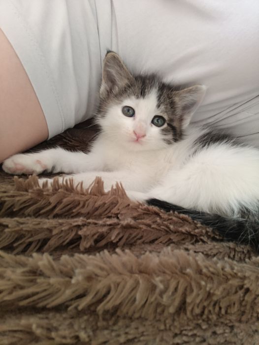 Отдам в хорошие руки котенка ..