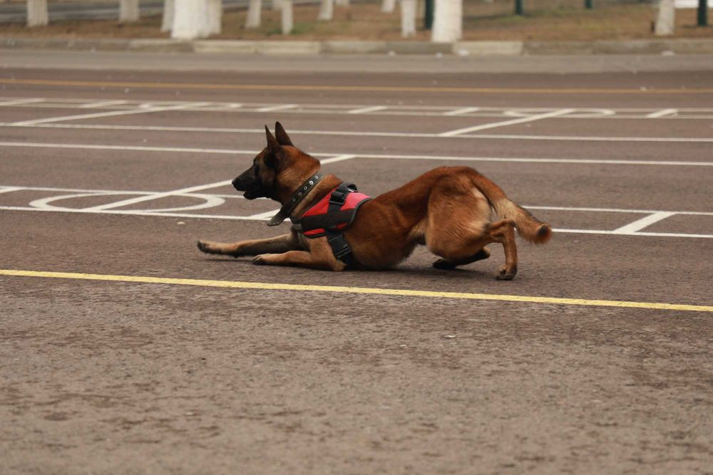 Milliy kinologiya markazi itni dressirovka qilish o`rgatish kinolog