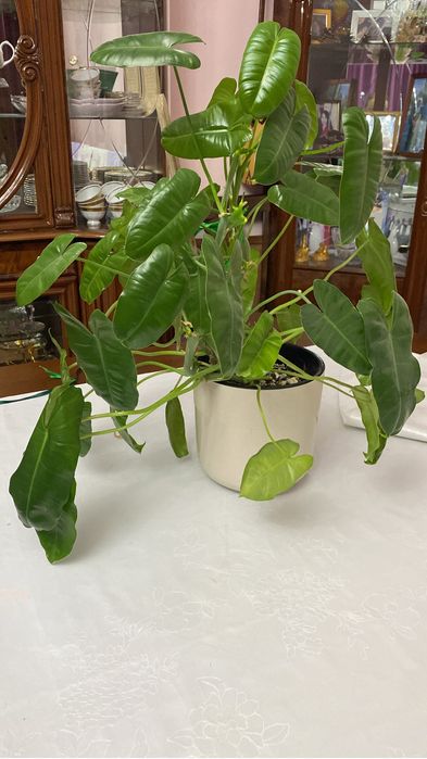 Комнатные кеприхотливые цветы