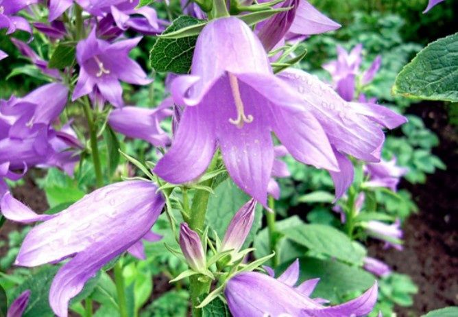 Цветы многолетки