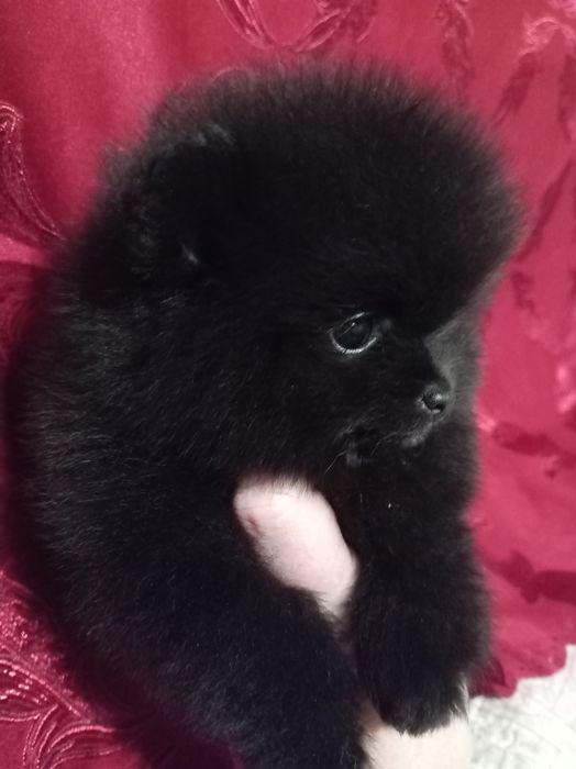 Продам щенков шпица