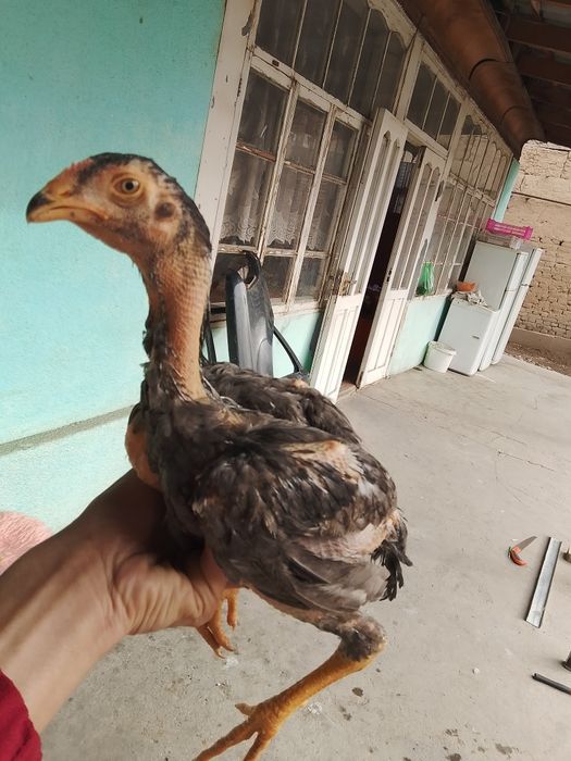 Дакан шоже сатылады