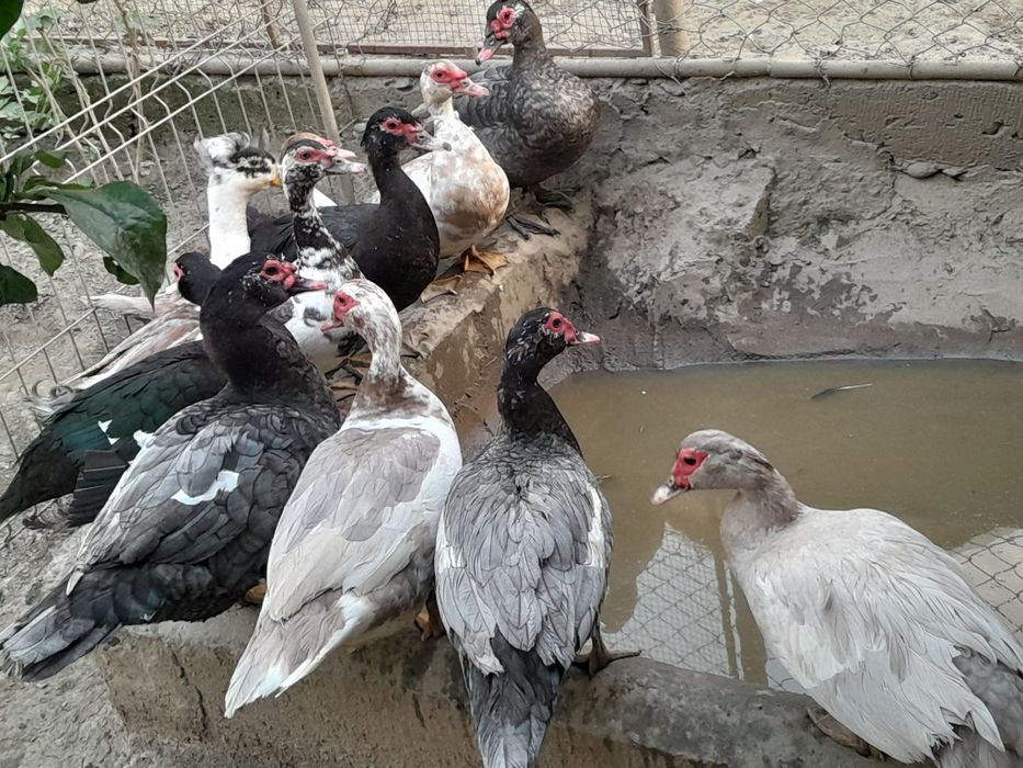 Vând rațe mute    .