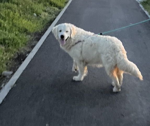 Golden Retriever cu pedigree, 9 luni – exemplare superbe, disponibili imediat