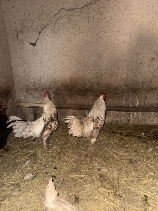 Продам петухов  срочно