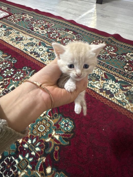 Отдам даром котят 4 шт 1 мальчик 3 девочка