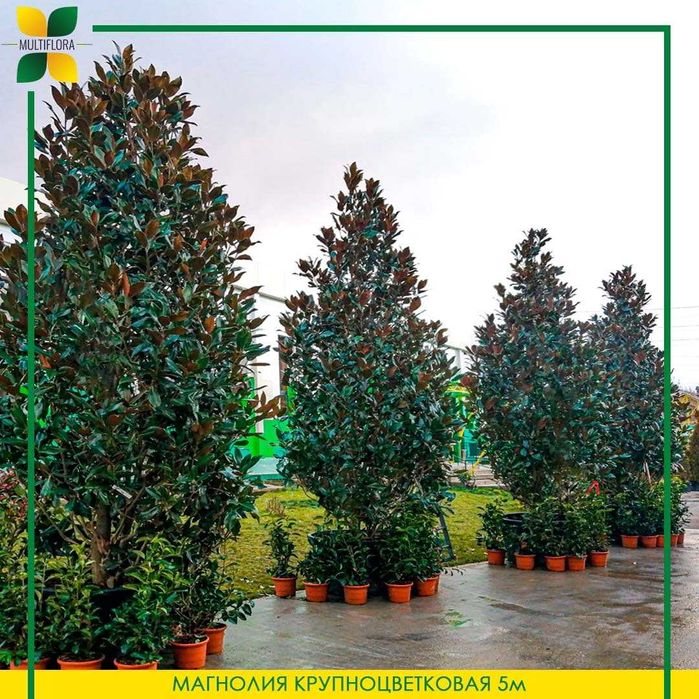Магнолия на штамбе, магнолия оптом и в розницу