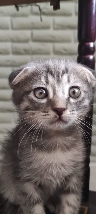 Отдам котят в добрые руки!